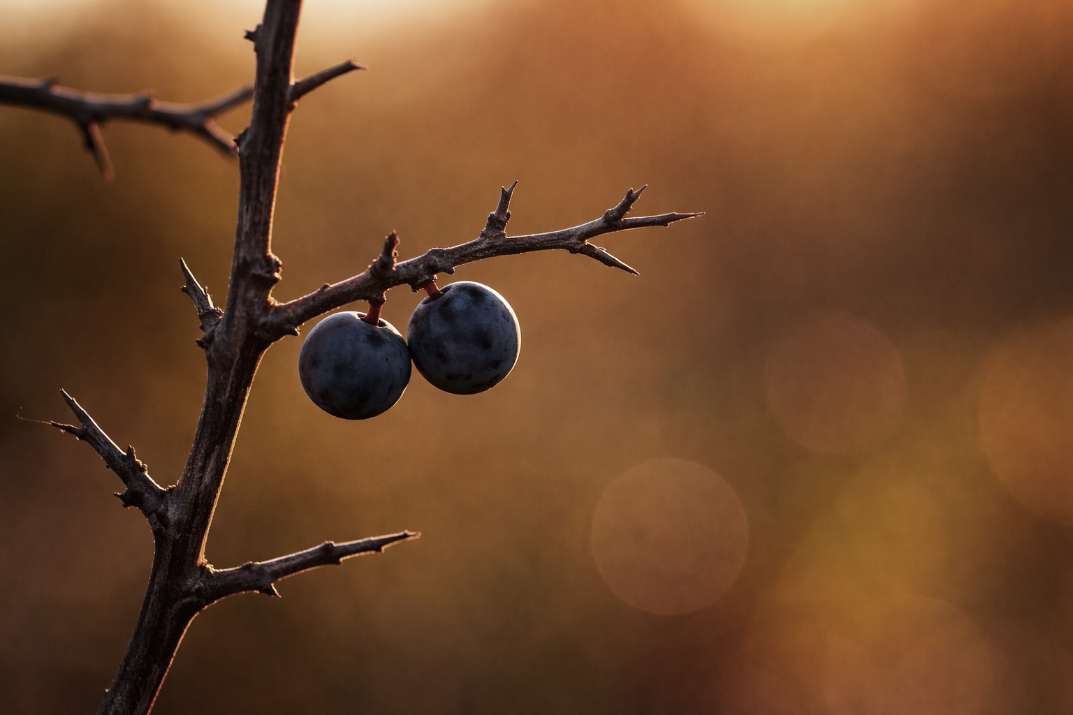 Blueberries on a stick